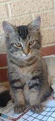 Lost Male Cat last seen Gidgee Entrance , Glen Iris, WA 6230