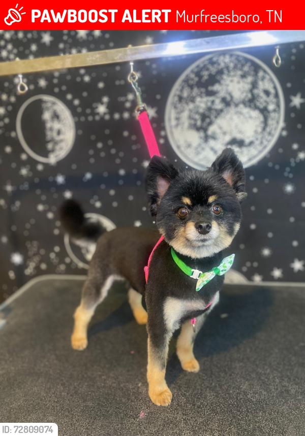 Lost Male Dog last seen Shopping center across the mail street and a bank , Murfreesboro, TN 37129