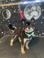 Lost Male Dog last seen Shopping center across the mail street and a bank , Murfreesboro, TN 37129