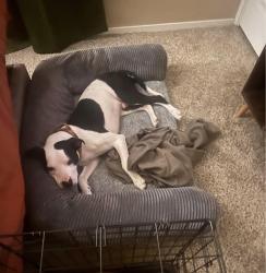 Lost Male Dog last seen Howard and Wilson st , San Angelo, TX 76901