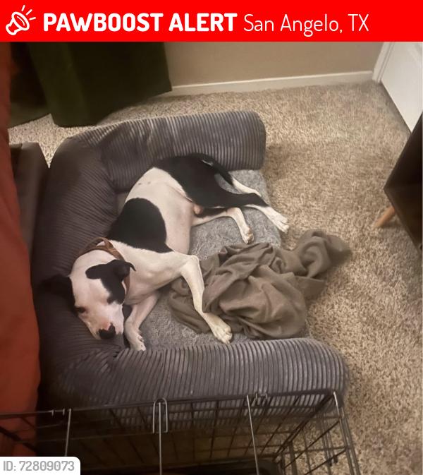 Lost Male Dog last seen Howard and Wilson st , San Angelo, TX 76901