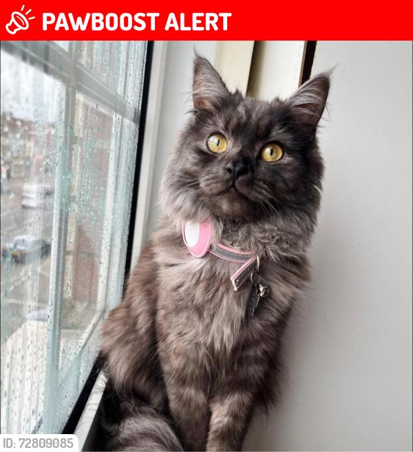 Lost Female Cat last seen Brunt Oak Broadway , Greater London, England HA8