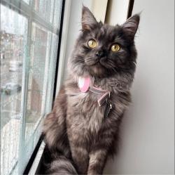 Lost Female Cat last seen Brunt Oak Broadway , Greater London, England HA8