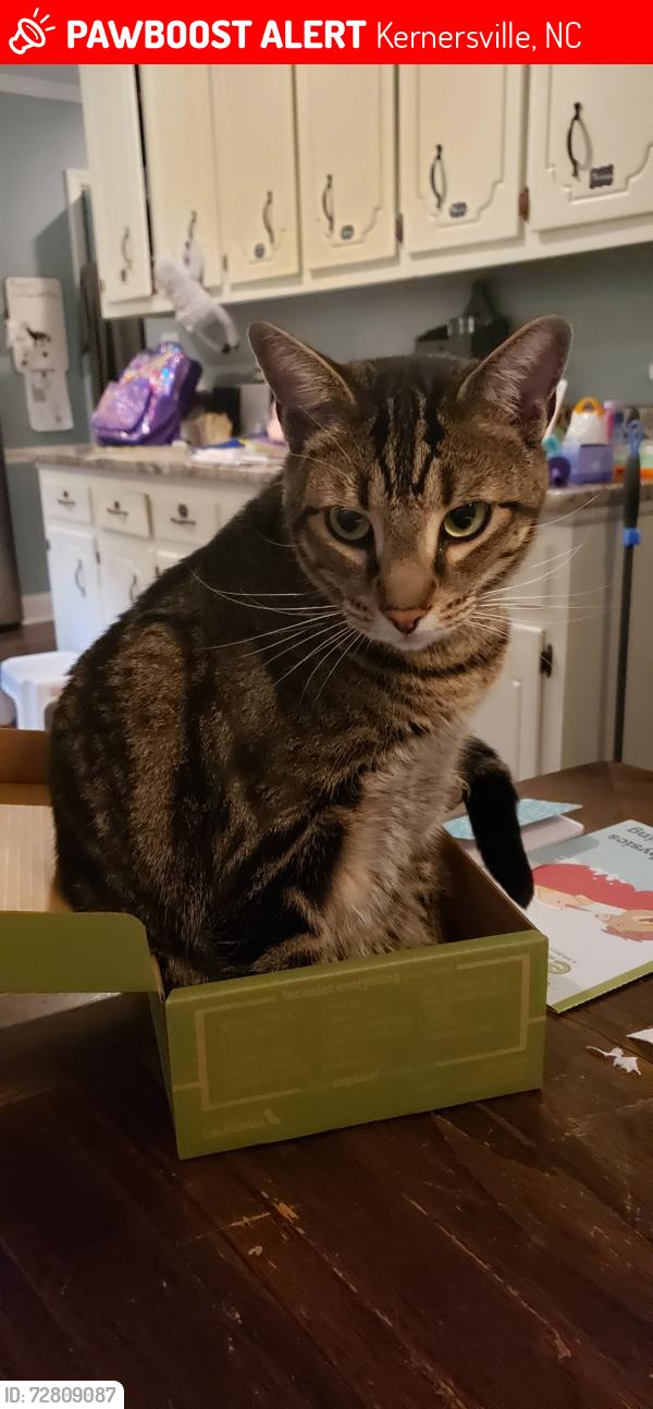 Lost Male Cat last seen Near old coach road, Kernersville, NC 27284