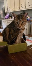 Lost Male Cat last seen Near old coach road, Kernersville, NC 27284