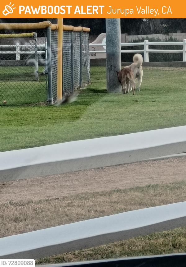 Found/Stray Unknown Dog last seen Jurupa /agate , Jurupa Valley, CA 92509