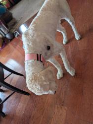 Found/Stray Female Dog last seen Bloom Carroll High School, Carroll, OH 43112