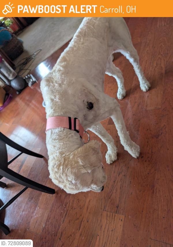 Found/Stray Female Dog last seen Bloom Carroll High School, Carroll, OH 43112