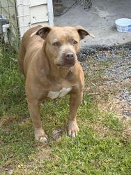 Found/Stray Female Dog last seen Near Old Parsonage Rd, Summerville, SC 29483