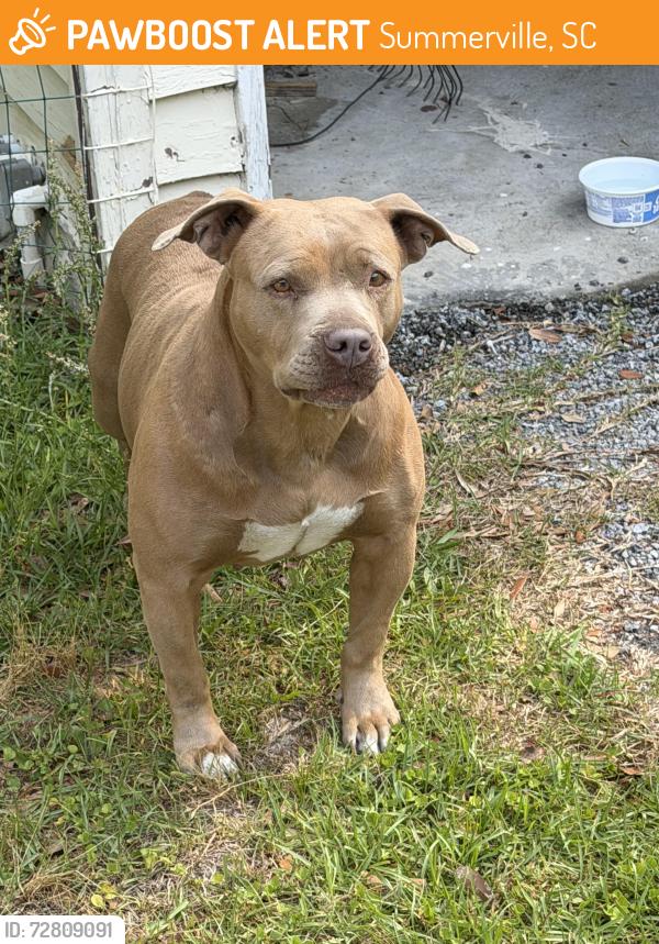 Found/Stray Female Dog last seen Near Old Parsonage Rd, Summerville, SC 29483