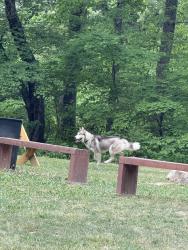 Found/Stray Unknown Dog last seen Oak Hill Road , Buncombe County, NC 28715