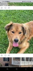 Found/Stray Male Dog last seen Buffington Acres Rd, Milton, WV 25541