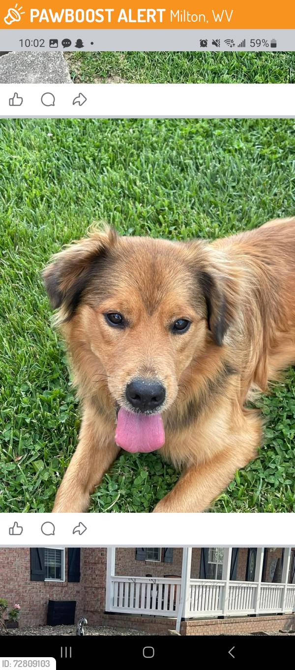 Found/Stray Male Dog last seen Buffington Acres Rd, Milton, WV 25541