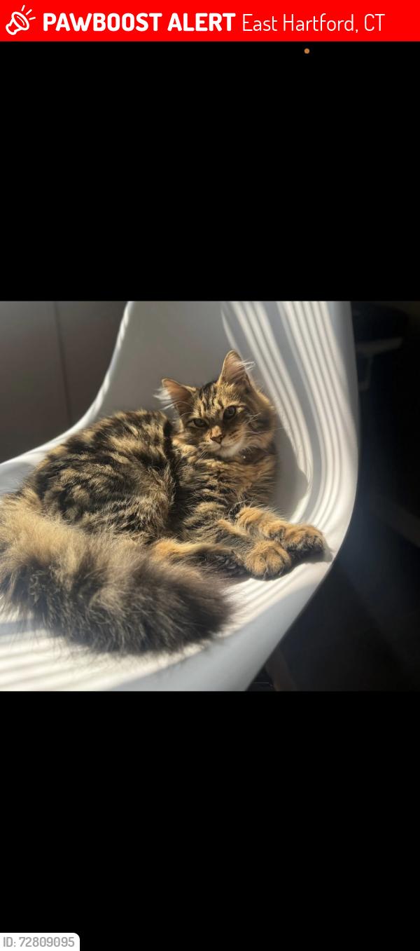 Lost Male Cat last seen Brookside commons, East Hartford, CT 06118