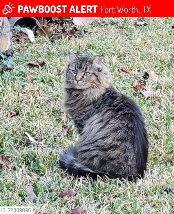 Lost Female Cat last seen Wosley and Wonder, Fort Worth, TX 76133
