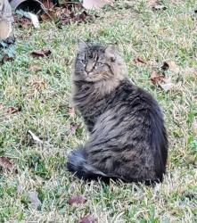 Lost Female Cat last seen Wosley and Wonder, Fort Worth, TX 76133