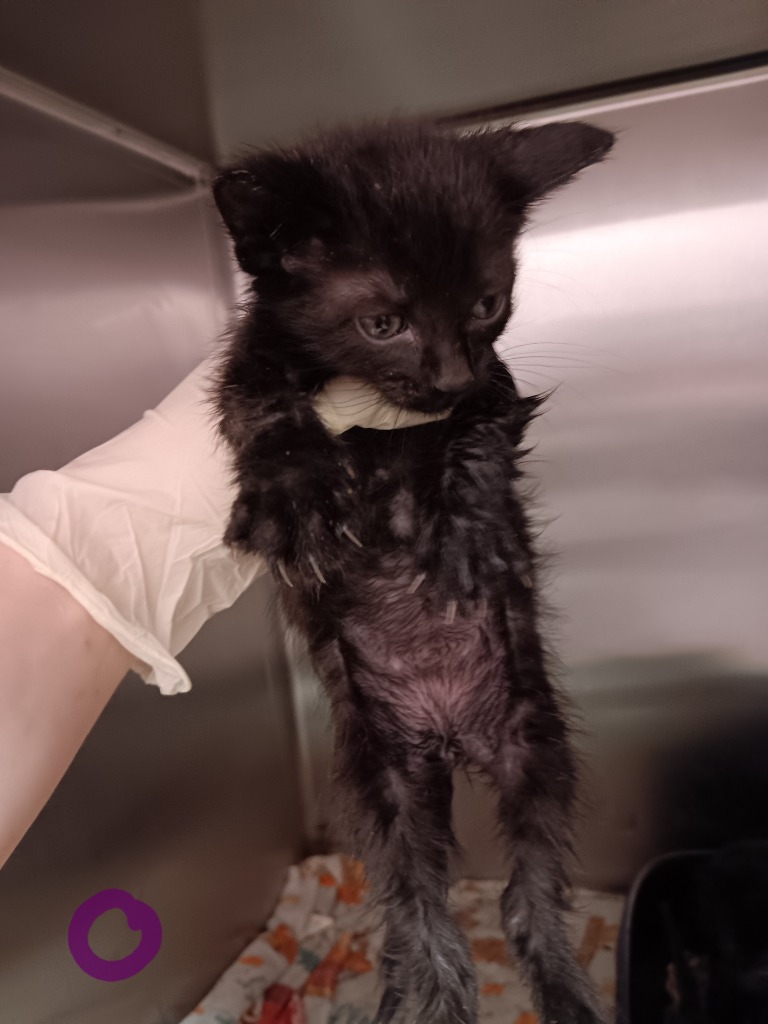 Shelter Stray Male Cat last seen Bexar County, New Braunfels, TX 78130