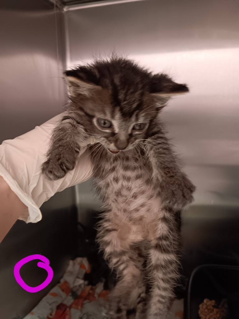 Shelter Stray Female Cat last seen Bexar County, New Braunfels, TX 78130