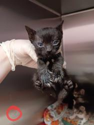 Shelter Stray Female Cat last seen Bexar County, New Braunfels, TX 78130