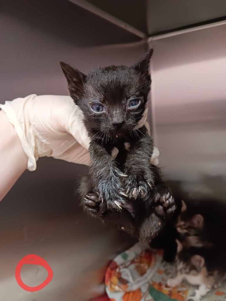 Shelter Stray Female Cat last seen Bexar County, New Braunfels, TX 78130