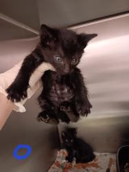 Shelter Stray Male Cat last seen Bexar County, New Braunfels, TX 78130