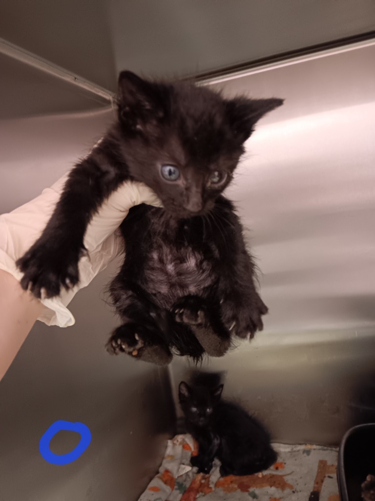 Shelter Stray Male Cat last seen Bexar County, New Braunfels, TX 78130