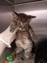 Shelter Stray Male Cat last seen Bexar County, New Braunfels, TX 78130