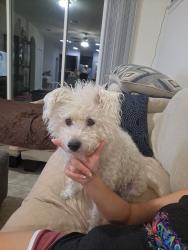 Reunited Female Dog last seen Near Cabot drive, Clermont, FL 34711, Clermont, FL 34711