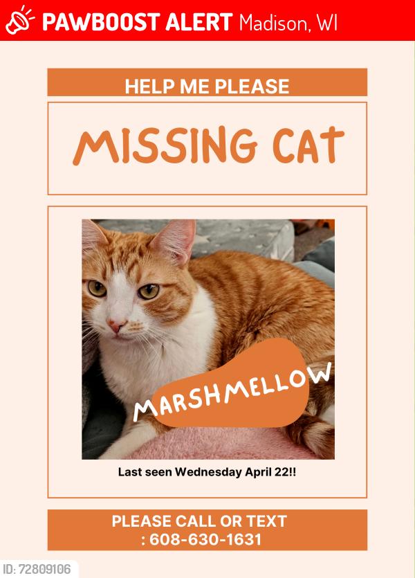 Lost Male Cat last seen N Thompson dr, Madison, WI 53704