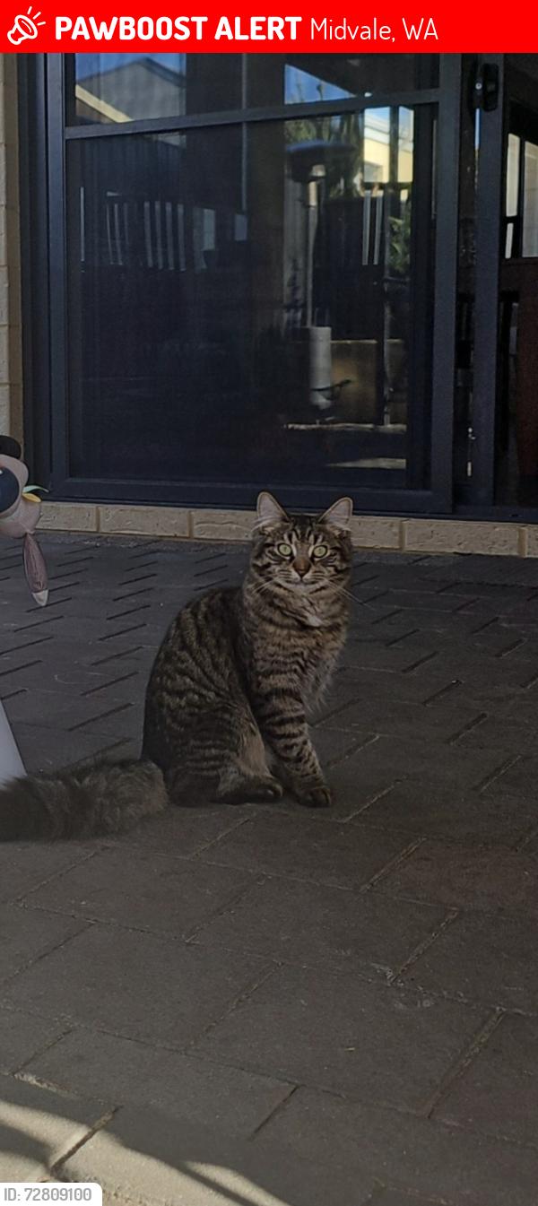 Lost Male Cat last seen Burrows loop midvale, Midvale, WA 6056