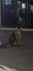 Lost Male Cat last seen Burrows loop midvale, Midvale, WA 6056