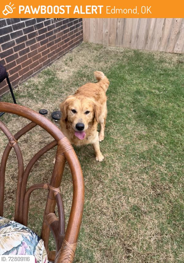 Found/Stray Male Dog last seen Edmond oklahoma, Edmond, OK 73012