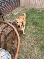 Found/Stray Male Dog last seen Edmond oklahoma, Edmond, OK 73012