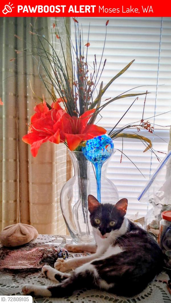Lost Female Cat last seen Half sun Truck stop ext 176, Moses Lake, WA 98837