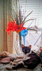 Lost Female Cat last seen Half sun Truck stop ext 176, Moses Lake, WA 98837
