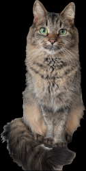 Lost Female Cat last seen Bella Vista abd Gantzel, San Tan Valley, AZ 85143