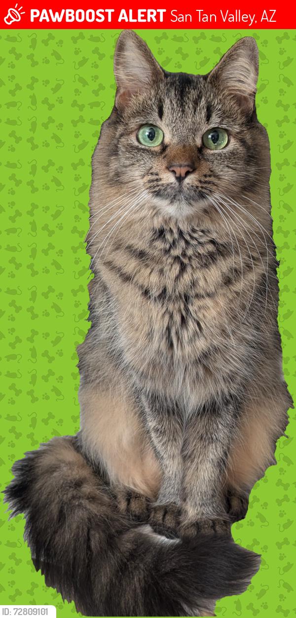 Lost Female Cat last seen Bella Vista abd Gantzel, San Tan Valley, AZ 85143