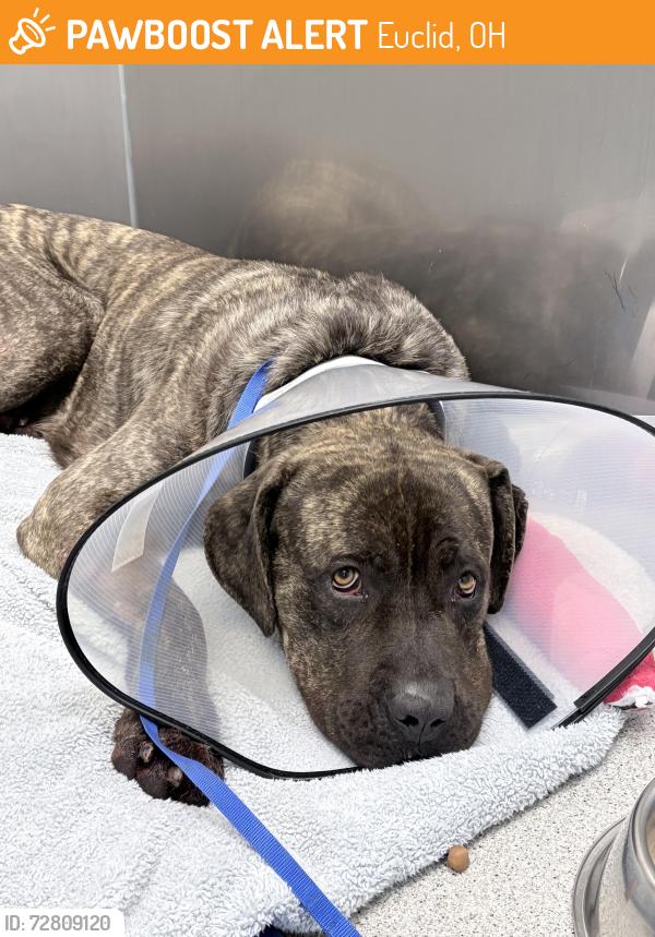 Found/Stray Male Dog last seen Devoe Ave. , Euclid, OH 44123