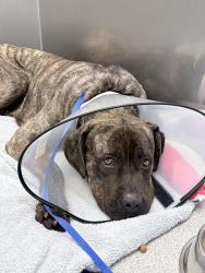 Found/Stray Male Dog last seen Devoe Ave. , Euclid, OH 44123