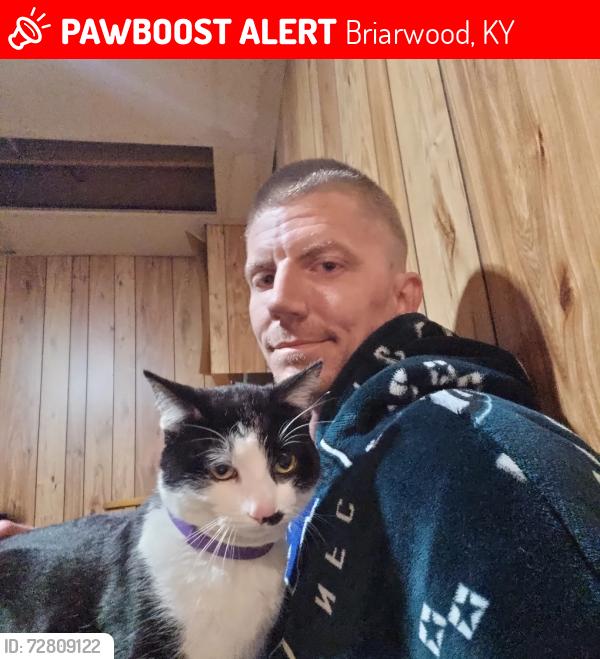 Lost Male Cat last seen Dove Creek Blvd and Westport Rd, Briarwood, KY 40242