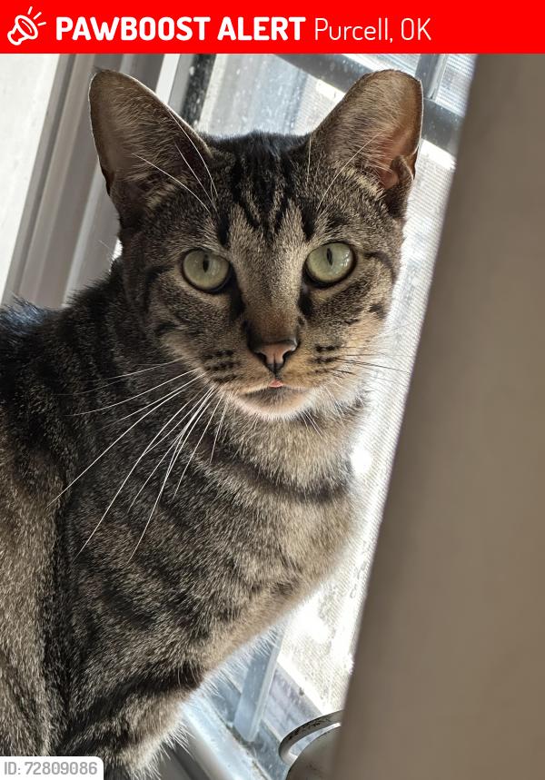 Lost Male Cat last seen Near 400 block S Canadian Ave, Purcell, OK 73080