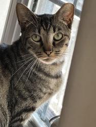 Lost Male Cat last seen Near 400 block S Canadian Ave, Purcell, OK 73080