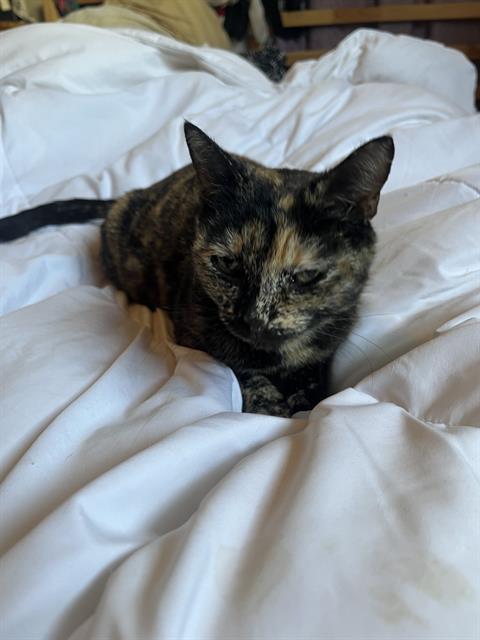 Shelter Stray Female Cat last seen Near BLOCK CANTON, San Antonio, TX 78227