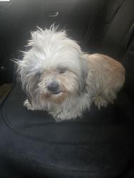 Found/Stray Female Dog last seen Cornerstone & Larchbrook, Garland, TX 75043