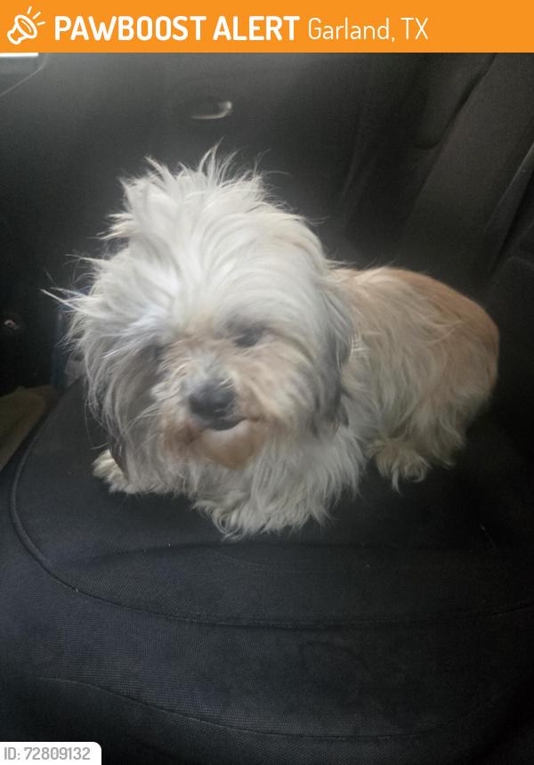 Found/Stray Female Dog last seen Cornerstone & Larchbrook, Garland, TX 75043