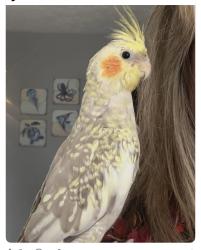 Lost Male Bird last seen Near laurel bluff drive king Nc 27021, King, NC 27021
