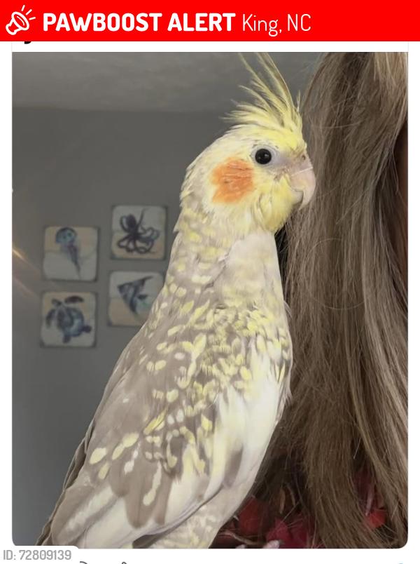 Lost Male Bird last seen Near laurel bluff drive king Nc 27021, King, NC 27021