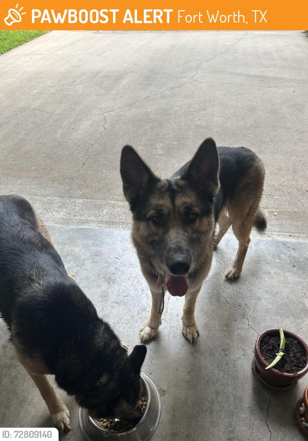 Found/Stray Unknown Dog last seen West ridge and plum valley place , Fort Worth, TX 76116