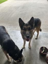 Found/Stray Unknown Dog last seen West ridge and plum valley place , Fort Worth, TX 76116