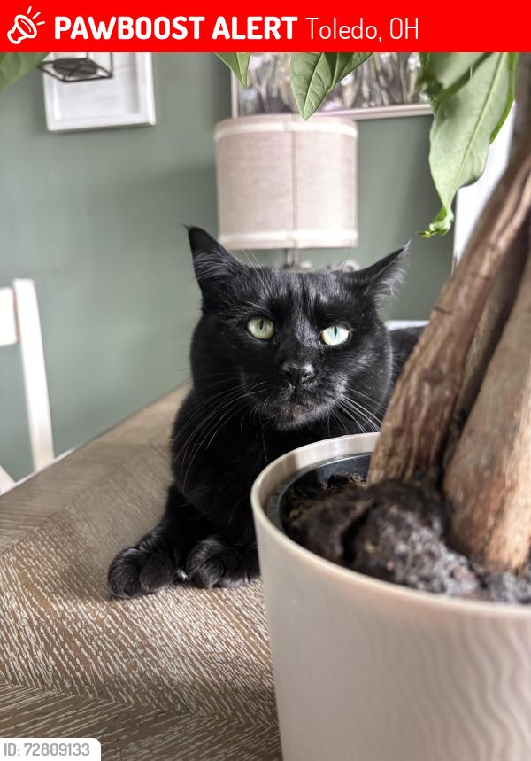 Lost Male Cat last seen Oldenburg Drive and Grimes Golden, Toledo, OH 43611